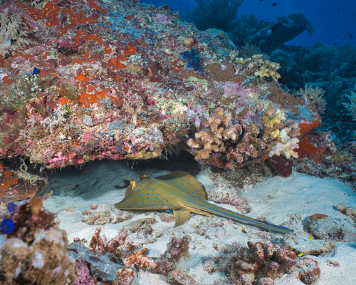 Bluespotted Stingray