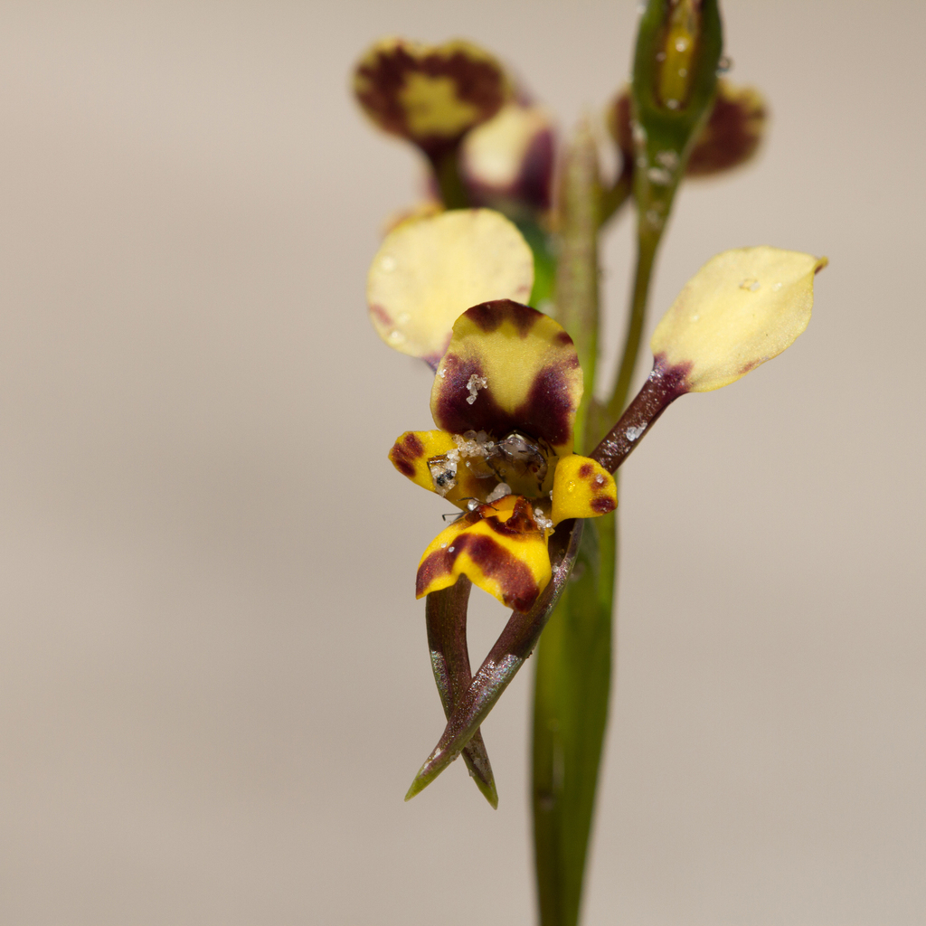 Diuris calcicola