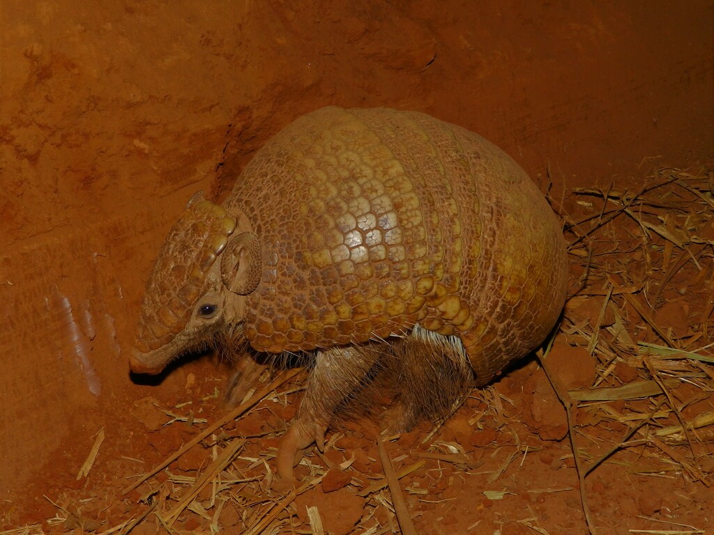 Southern Three-banded Armadillo