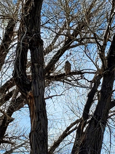 Great Horned Owl photographed in Wyoming