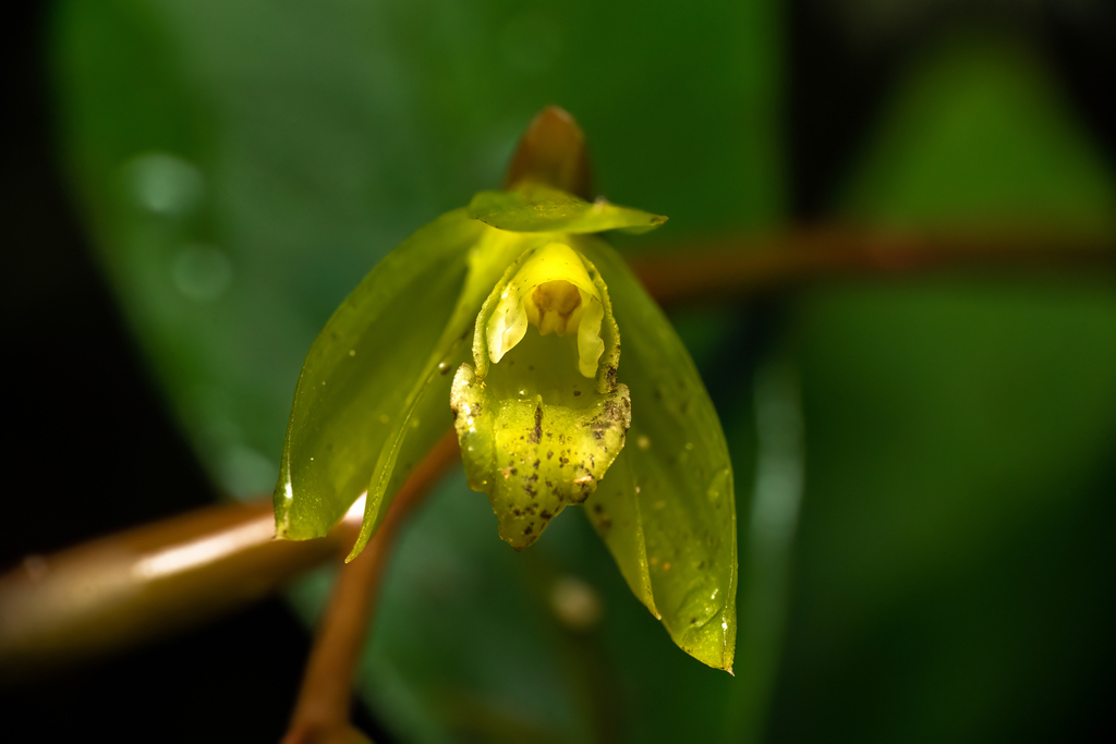 Coelogyne exalata