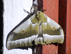 Gonimbrasia zambesina