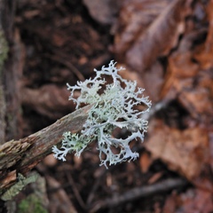 Pseudevernia consocians