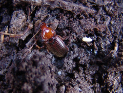 Amphasia interstitialis