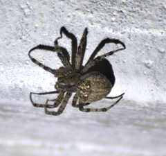 Pararaneus cyrtoscapus
