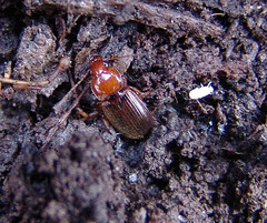 Amphasia interstitialis