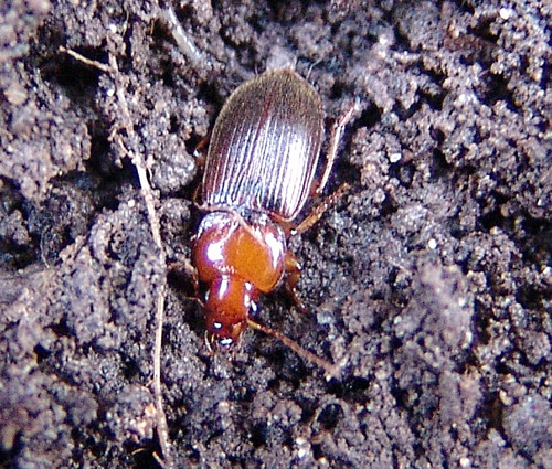 Red-headed Ground Beetle photo 6