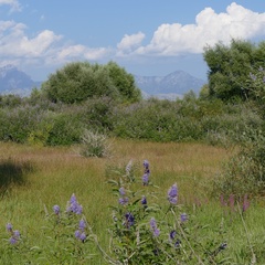 Vitex agnus-castus