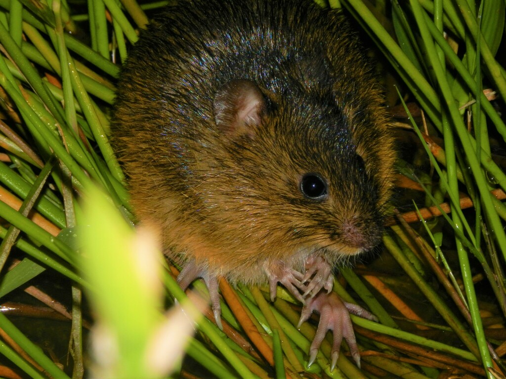 Atlantic Forest Nectomys