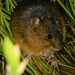 Atlantic Forest Water Rat - Photo (c) Vejota Marcelino, some rights reserved (CC BY-NC), uploaded by Vejota Marcelino
