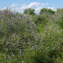 Vitex agnus-castus