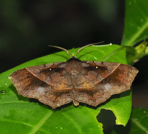 Systremma ennomodes