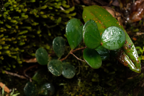 Ficus deltoidea, photograph 4