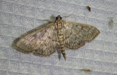 Herpetogramma thestealis