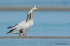 Bar-Headed Goose photo 4