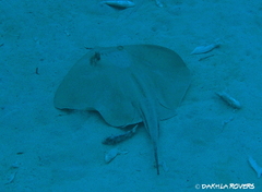 Dasyatis pastinaca