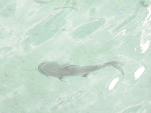 Maya sea catfish (Ariopsis assimilis) — Ariidae — 3