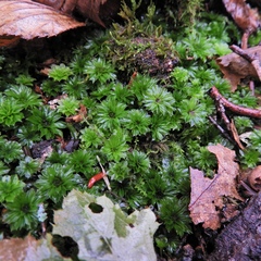 Rhodobryum