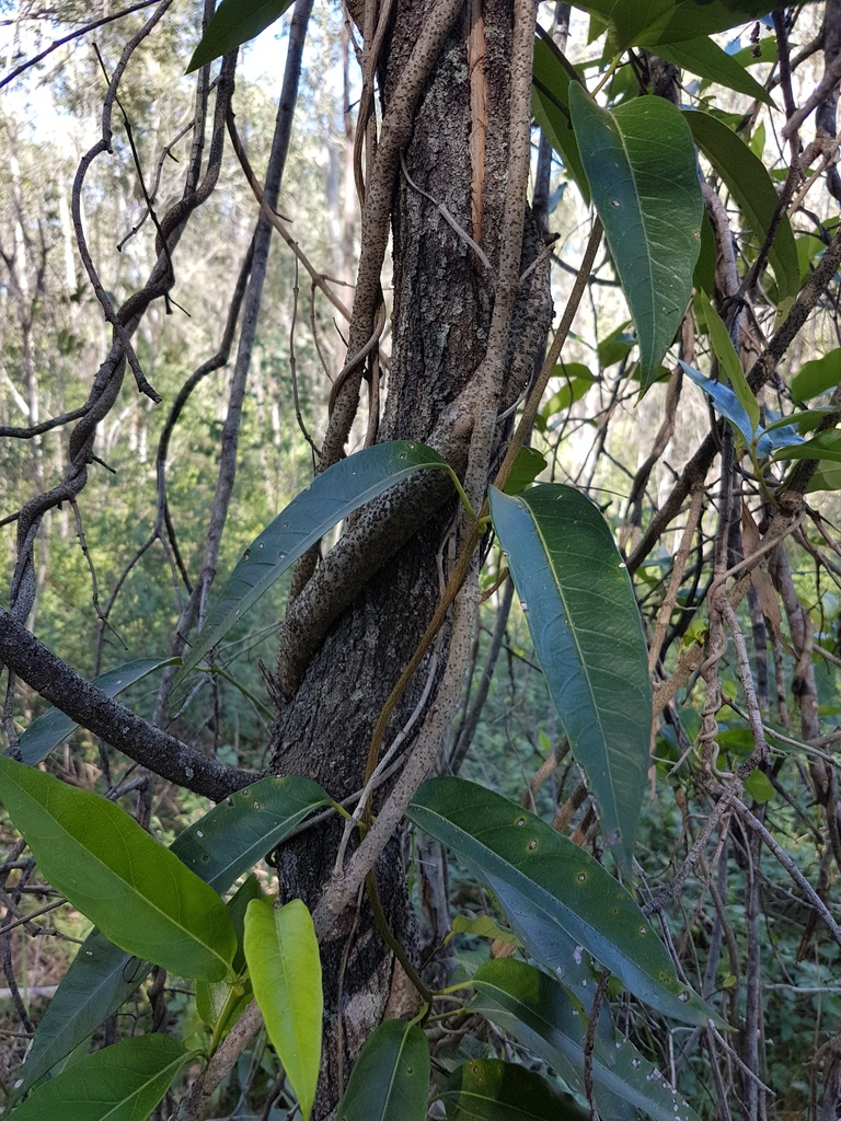 Common Silkpod in June 2017 by pcopping_ecp · iNaturalist