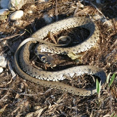Natrix natrix