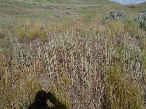 Image of Chenopodium pratericola by no rights reserved