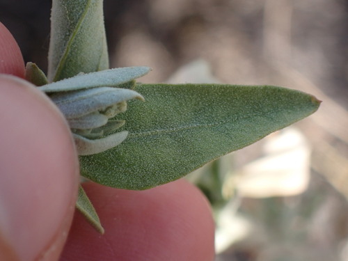 Image of Chenopodium pratericola by no rights reserved