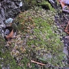 Rhodobryum
