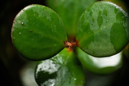 Ficus deltoidea, photograph 5