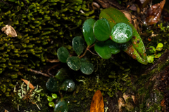 Ficus deltoidea, photograph (c) Samuel Lee, some rights reserved (CC BY)