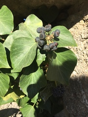 Hedera helix