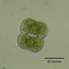 Cosmarium anisochondrum