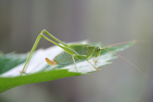 Fork-tailed bush katydid