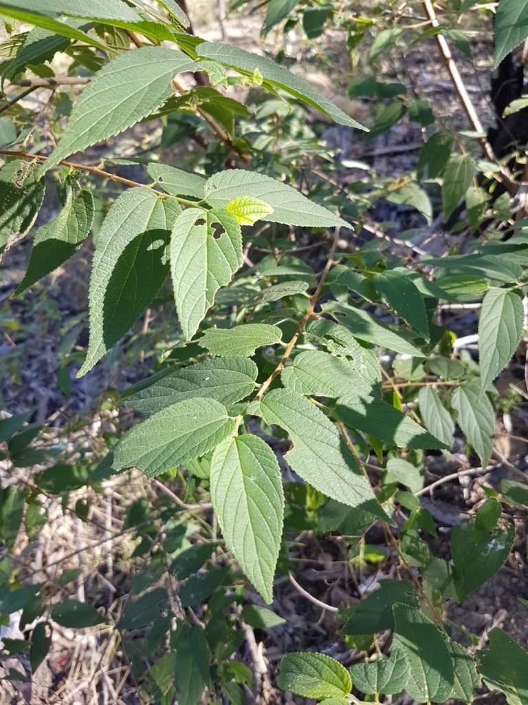 Nettle Tree in June 2017 by pcopping_ecp · iNaturalist