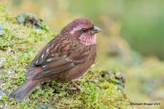 Dark-Rumped Rosefinch photo 1