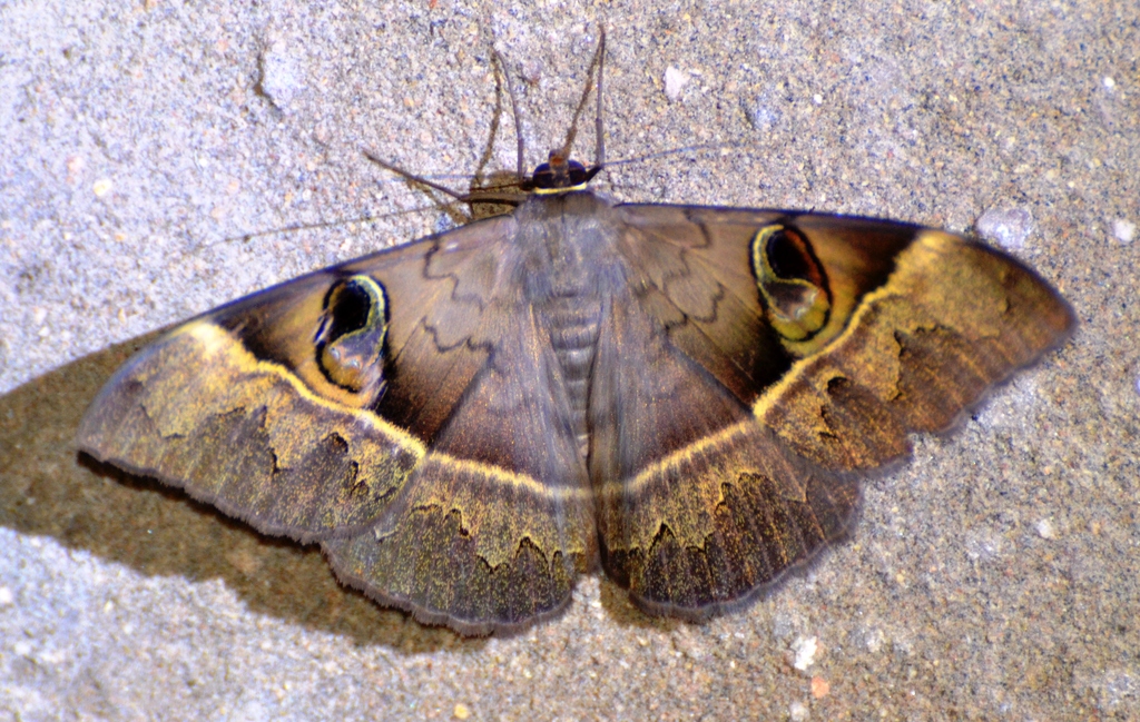 Cyligramma limacina