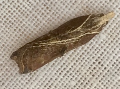 Acleris cristana