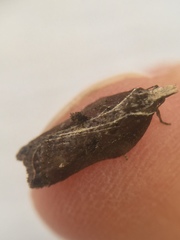 Acleris cristana