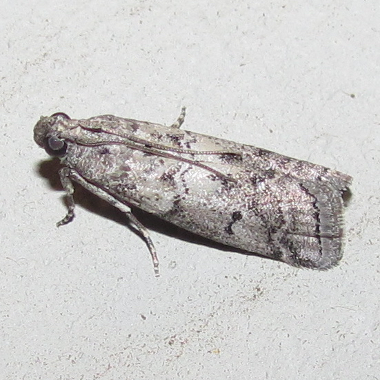 Salebriaria ademptandella
