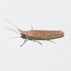 Ypsolopha