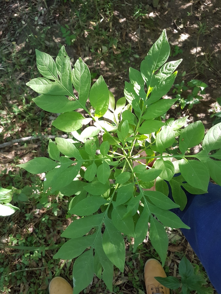 Brazilian Nightshade in June 2017 by pcopping_ecp · iNaturalist