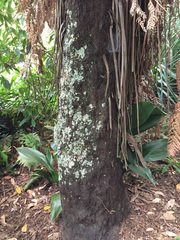 Dicksonia fibrosa