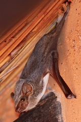 Taphozous mauritianus