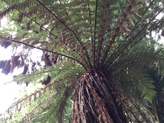 Dicksonia fibrosa