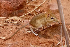 Elephantulus rupestris