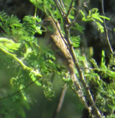 Schoeniophylax phryganophilus