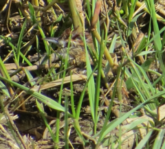 Schoeniophylax phryganophilus