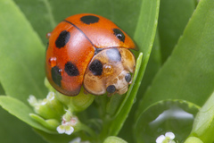 Coelophora inaequalis