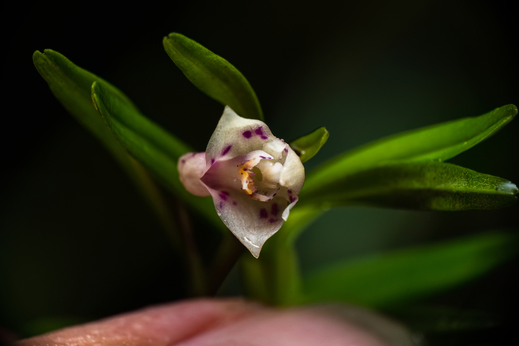 Dendrobium alabense