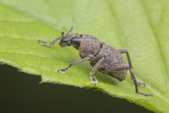 Metapocyrtus adspersus