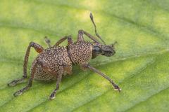 Metapocyrtus adspersus